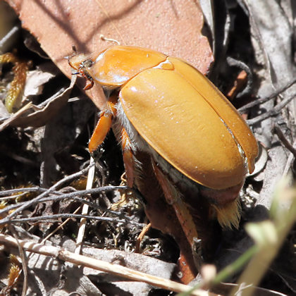 Christmas Beetle (Anoplognathus pallidicollis)